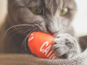 Picture for category Toys